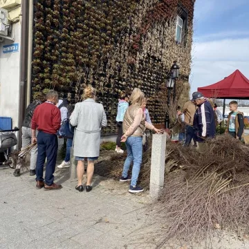 Zielone Radomsko. Darmowe sadzonki dla mieszkańców