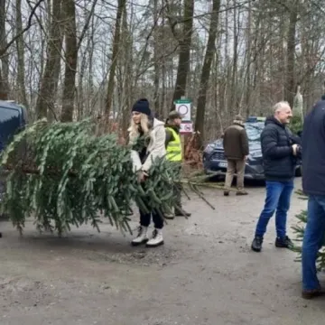 Wybierz wymarzoną choinkę z Nadleśnictwem Radomsko