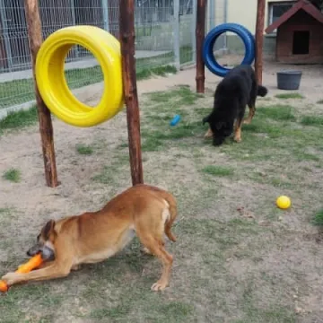 W schronisku dla zwierząt w Radomsku powstał Mini Dog Park