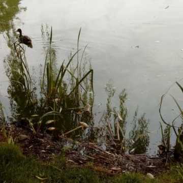 Śnięte ryby w parku Świętojańskim
