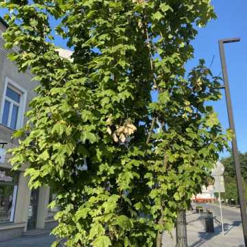 Oparzenie słoneczne drzew na ul. Reymonta w Radomsku