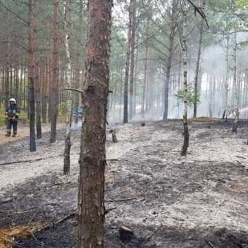 Pożar lasu pod Przedborzem