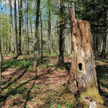 Propozycja na majówkę: Rezerwat Przyrody Dębowiec
