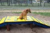 W schronisku dla zwierząt w Radomsku powstał Mini Dog Park