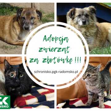 W tym tygodniu w Radomsku adopcja zwierzaków za symboliczną złotówkę