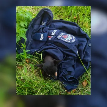 Policjanci z Radomska pomogli zagubionemu psu