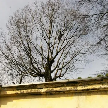 Trwa pielęgnacja najstarszej topoli w Radomsku