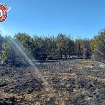 51 strażaków gasiło pożar lasu w miejscowości Borowa