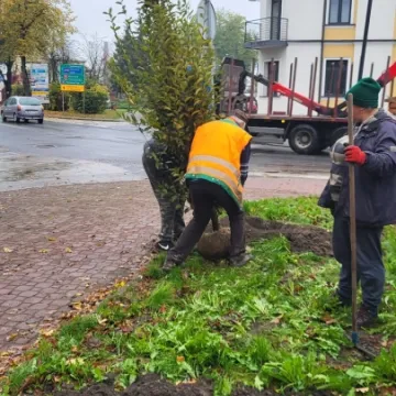 W Radomsku sadzone są nowe drzewa. To realizacja projektu budżetu obywatelskiego