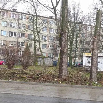 Dendrolog Ernest Rudnicki komentuje wycinkę drzew przy ul. Jagiellońskiej