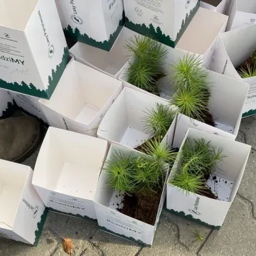 Poseł Anna Milczanowska rozdawała sadzonki z autografem pary prezydenckiej