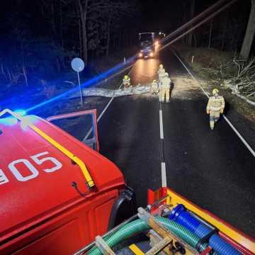 Drzewo runęło na drogę w Michałowie. Strażacy usuwali przeszkodę