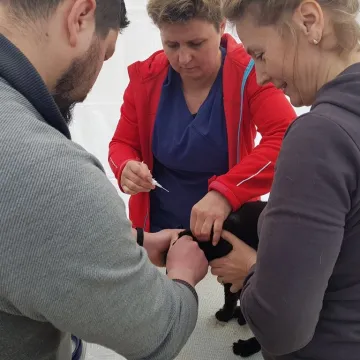 W schronisku w Radomsku bezpłatnie czipowano zwierzęta