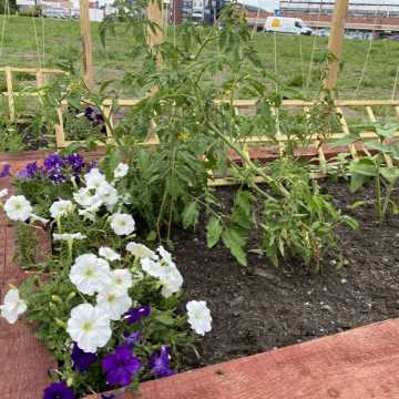 Ogródek warzywny przy Interku w Radomsku