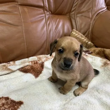 [AKTUALIZACJA] Te pieski czekają na kochające domy