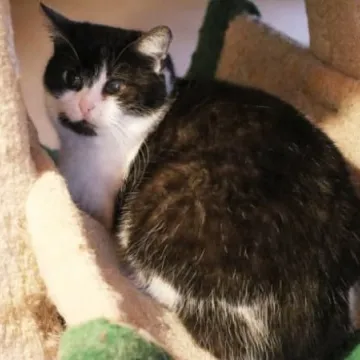 Podaruj seniorowi domek, by na zawsze merdał mu ogonek