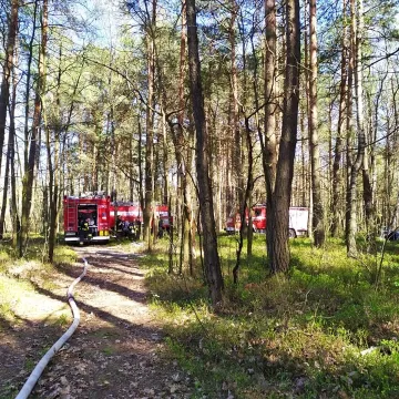 W Myśliwczowie palił się hektar poszycia leśnego