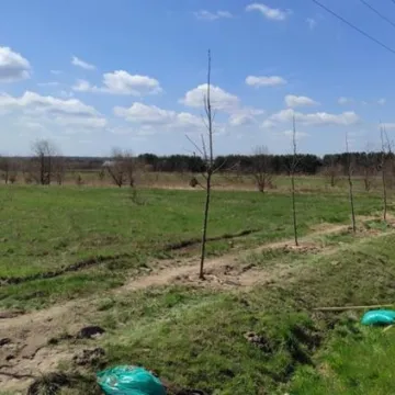 Prezydent Radomska sadził drzewa przy ul. Unii Europejskiej