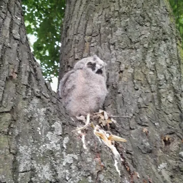 Sowa wyłowiona z Radomki