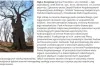 Dąb z Krzętowa ma szansę zostać „Drzewem Roku”
