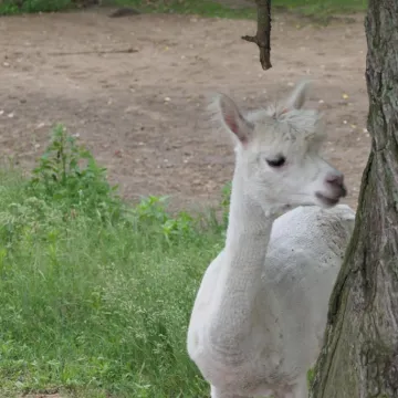 Inauguracja wakacji w Stajni Gowarzów. Były atrakcje dla całych rodzin