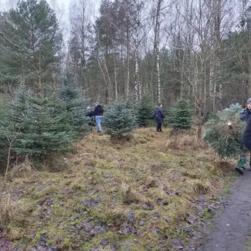 Wielkie „Choinkobranie” w Radomsku