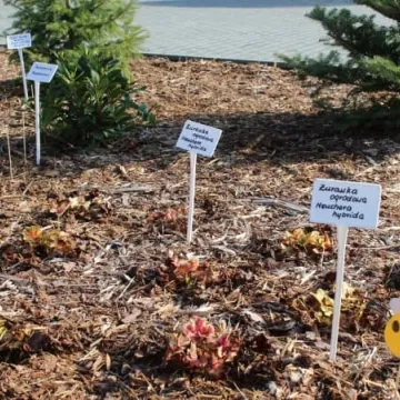 Ekopracownia pod chmurką w PSP nr 9 w Radomsku już działa