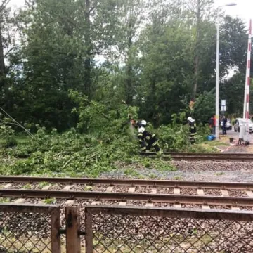 Powalone drzewo na torach