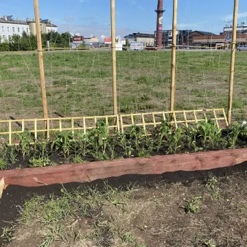 Ogródek warzywny przy Interku w Radomsku