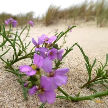 Foto Pozytyw nad morzem