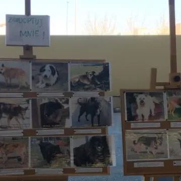 Finał akcji „Podaruj seniorowi domek”