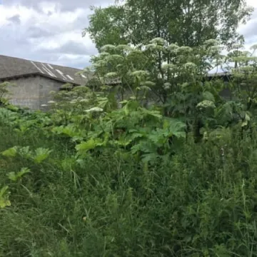 Groźny barszcz niedługo zniknie