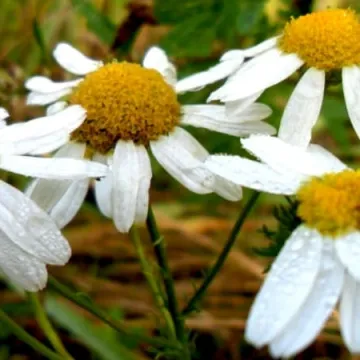 Macro fotografia z Foto Pozytywem