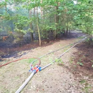 Dąbrowa – pożar poszycia leśnego