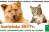  Bezpłatne czipowanie psów i kotów w Radomsku 