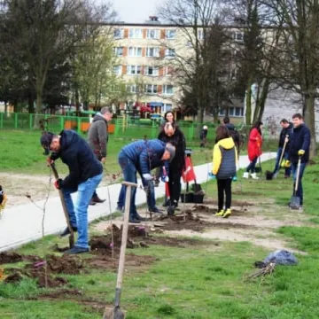 Samorządowcy z Platformy Dialogu sadzili drzewa