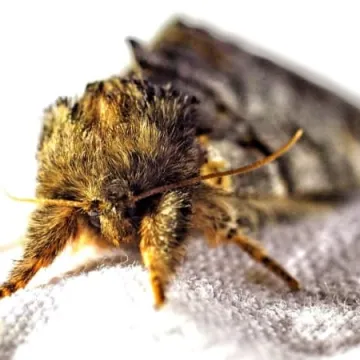 Wabili owady do światła