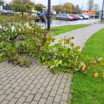 W Radomsku sadzone są nowe drzewa. To realizacja projektu budżetu obywatelskiego