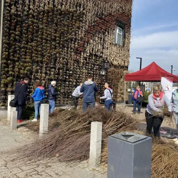 Zielone Radomsko. Darmowe sadzonki dla mieszkańców
