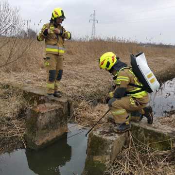 Strażacy z KSRG OSP Kamieńsk usuwali zagrożenie chemiczno- ekologiczne