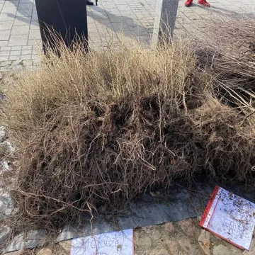 Zielone Radomsko. Darmowe sadzonki dla mieszkańców