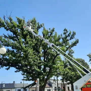 Beton zabija stare drzewa