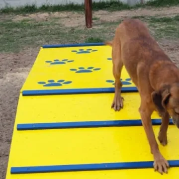W schronisku dla zwierząt w Radomsku powstał Mini Dog Park