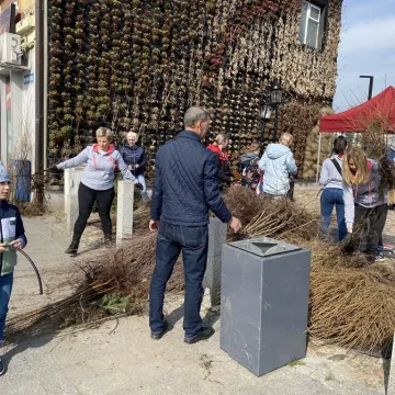 Zielone Radomsko. Darmowe sadzonki dla mieszkańców