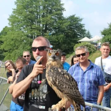 Dni Radomska 2018: Pokazy sokolnika