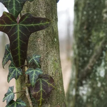Leśne krajobrazy na plenerze fundacji „Foto POZYTYW”