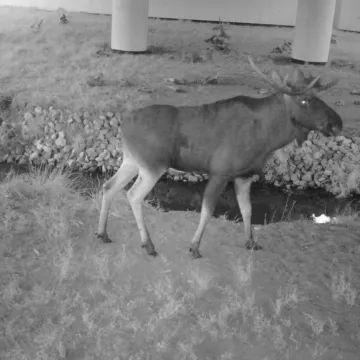 Zobacz co zarejestrowały fotopułapki Generalnej Dyrekcji Dróg Krajowych i Autostrad