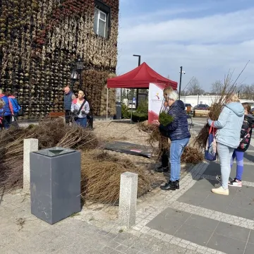 Zielone Radomsko. Darmowe sadzonki dla mieszkańców