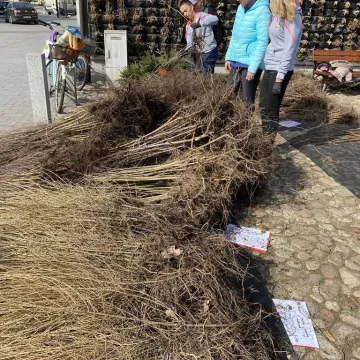Zielone Radomsko. Darmowe sadzonki dla mieszkańców