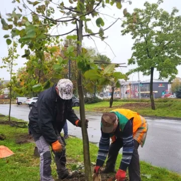W Radomsku sadzone są nowe drzewa. To realizacja projektu budżetu obywatelskiego